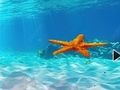 Permainan Melarikan diri dari Starfish Bawah Air  talian