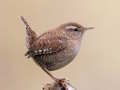 Permainan Birdlingo talian