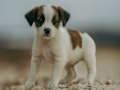 Permainan Jigsaw Jack Russell  talian