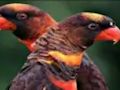 Permainan Jigsaw Parrot Oren  talian