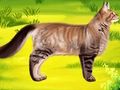 Permainan Doktor Gigi Haiwan Peliharaan Kucing  talian