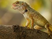 Permainan Jigsaw Taman Cicak  talian