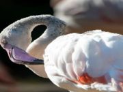 Permainan Jigsaw Burung Flamingo  talian