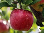 Permainan Epal merah masak di atas jigsaw pokok  talian