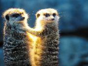 Permainan Meerkat pasangan jigsaw  talian