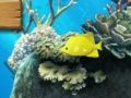 Permainan Ikan besar makan kecil  talian
