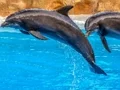 Permainan Sea Dolphin Jigsaw talian