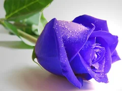 Permainan Blue Roses talian