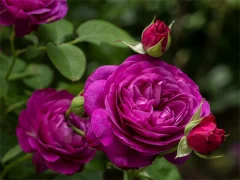 Permainan Purple Roses talian