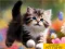 Permainan Puzzle Sliding Kittens talian