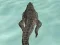 Permainan Crocodile Simulator Beach Hunt talian