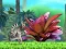 Permainan King Julien: Schnapp' die Krone talian