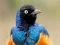 Permainan Animal Puzzle: Wildlife & Logic talian