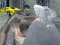 Permainan Z Day Shootout talian