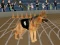 Permainan Crazy Dog Racing Fever talian