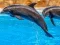 Permainan Sea Dolphin Jigsaw talian