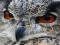 Permainan Wild owl Jigsaw talian
