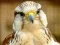 Permainan Gyrfalcon Jigsaw talian