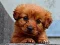 Permainan Puppy Puzzle talian
