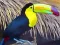 Permainan Toucan Bird Jigsaw talian