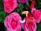 Permainan Precious Rose Escape talian