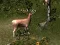 Permainan Sniper Hunting Deadly Animal talian