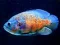 Permainan Tiger Fish Jigsaw talian