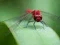 Permainan Dragon Fly Jigsaw talian