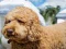 Permainan Labradoodle Jigsaw talian
