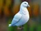 Permainan Realistic Pigeon Rescue talian