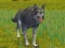 Permainan The Wolf: Wild Animal Simulator talian