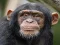 Permainan Chimpanzee Jigsaw talian