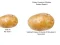 Permainan Potato Construct 2 Edition talian
