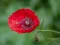 Permainan Poppy Nature Flower Jigsaw talian