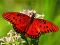 Permainan Nature Jigsaw Puzzle Butterfly talian