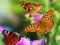 Permainan Butterfly Slide talian