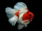 Permainan Gold Fish Jigsaw Puzzle talian