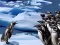 Permainan Penguins Slide talian