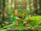 Permainan Birds Slide talian