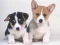 Permainan Cute Puppies Puzzle talian
