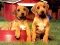Permainan Puppy Pairs Puzzle talian