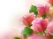 Permainan Pink Roses talian