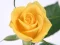 Permainan Yellow Roses talian
