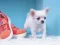 Permainan Lovely Puppy Puzzle talian