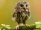 Permainan Animal Hidden Stars talian