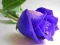 Permainan Blue Roses talian