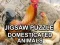 Permainan Jigsaw Puzzle Domesticated Animals talian