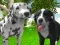 Permainan Dog Simulator 3d talian