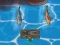 Permainan Titanic Shark Attacks talian