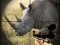 Permainan Wild Rhino Hunter talian